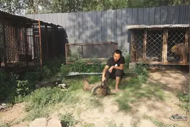 怎样判断母狗是否怀孕，养狗大师说，时间很重要视频封面