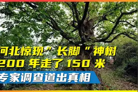 河北惊现“长脚”神树，200年走了150米，专家前往调查道出真相！视频封面