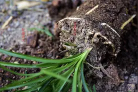 夏天兰花能翻盆吗？重新上盆多久能服盆？我来做给你看视频封面