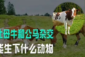 驴和马杂交生出骡子，那牛和马能不能杂交，生出“小牛马”呢？视频封面