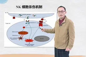 医学免疫学NK细胞视频封面