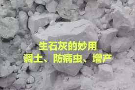 生石灰是农业增产的法宝，种前撒一撒，调节土壤、防病防虫又增产视频封面