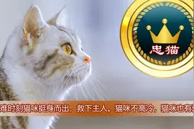 危难时刻猫咪挺身而出，救下主人。猫咪不高冷，猫咪也有爱。视频封面