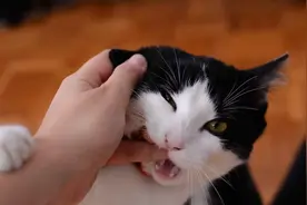 猫咪抓伤主人时会不会感到愧疚？答案让很多的铲屎官失望了！