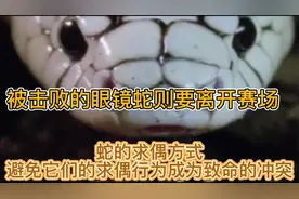 精明强干的蛇：蛇的求偶方式，避免它们的求偶行为成为致命的冲突视频封面