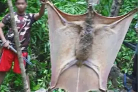 4种最大的飞行生物，鸟中巨人有多大？视频封面