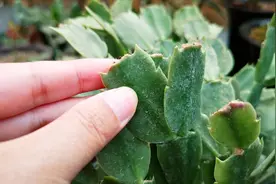 蟹爪兰生长停滞，是被堵住了，这个位置“掐一掐”，叶片花苞狂冒视频封面