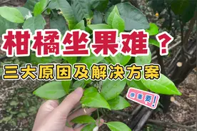 柑橘坐果难？三大原因及解决方案视频封面