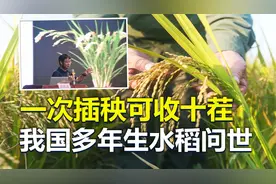 福音：一次插秧可收十茬，我国科学家研究出“多年生水稻”！视频封面