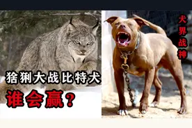 当“斗犬之王”比特犬，遇到“屠狼机器”猞猁，谁会更胜一筹？视频封面