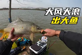 水库野钓。小钩细线中鲤鱼，杆子拉的呜呜叫！