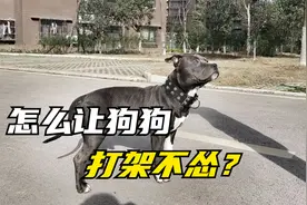 怎么让狗狗打架不怂？这三种训练方法，你敢尝试吗？视频封面
