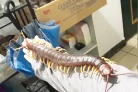 小伙把有毒蜈蚣当宠物，长约半米，在身上爬行视频封面