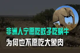 大象产肉量是猪肉10倍，为啥非洲人不吃大象？难道是因为不好吃