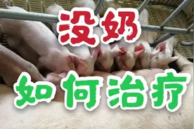 母猪产后没奶、奶水不好？阿豪教你4种治疗产后没奶的方法！视频封面