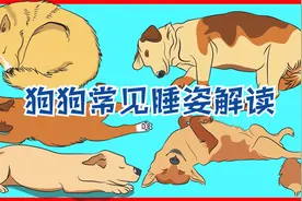 狗狗常见睡姿解读，狗狗睡姿代表什么，含义分析