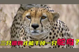 鸵鸟的战斗力有多强？三只猎豹都需要合力才能拿下视频封面