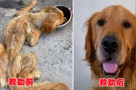 流浪金毛饿得奄奄一息，浑身只剩下一层皮，被救助后彻底蜕变重生视频封面