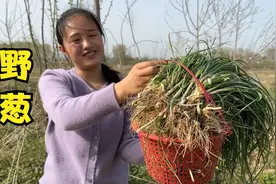 一场雨过后，地里的野葱长势肥美，媳妇挖一筐子带回家，收获颇丰视频封面