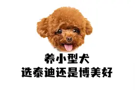 养小型犬选泰迪还是博美？谁比较好养？