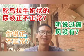 鸵鸟拉牛奶状白色的尿液正不正常？听说过痛风没有？你说正不正常