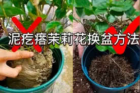 收到的泥疙瘩茉莉花怎样换盆？详细讲解茉莉花换盆和盆土配制方法视频封面