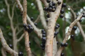 长在树干上的葡萄，像葡萄却和葡萄没有关系！学名嘉宝果你吃过吗