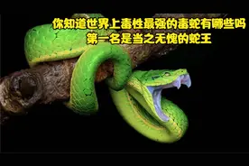 你知道世界上毒性最强的毒蛇有哪些吗？第一名是当之无愧的蛇王视频封面