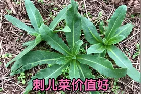 七七芽别名“刺儿菜”煮水，原来价值这么好？今天终于找到了视频封面