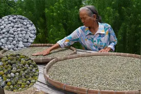 发霉的豆子也能吃？传统豆豉的做法，老一辈传下来的智慧视频封面