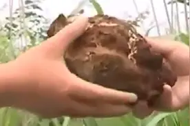 稻花香里：茯苓主要寄生在松树根上，靠着松树根吸取养分视频封面