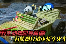 济南野生动物园不要太过分！给熊猫开火车和小轿车，举报我也想玩视频封面