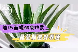 能做面膜的库拉索，晶莹剔透好养活，库拉索养护教学！视频封面