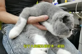 铲屎官须知：养猫一定要打狂犬疫苗吗？不一定视频封面