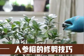 园艺师教你，人参榕怎么修剪，包括修剪逻辑、重心控制等技巧视频封面