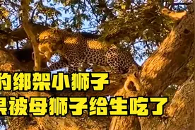 花豹绑架小狮子，害它摔成重伤，最后母狮子把花豹生吃了视频封面