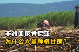 非洲国家肯尼亚，为什么要大量种植甘蔗？多种点粮食不行吗？视频封面