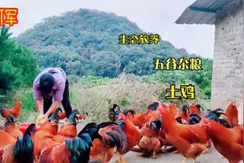 越割越多，一年四季都生长的青菜，喂鸡鸭鹅降低成本，品质却更好