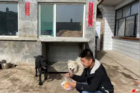 萨摩耶狗狗试吃粘牙糖，不料牙被粘住了，这个举动太逗了视频封面