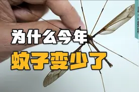 为什么今年蚊子变少了，入秋了会反扑吗？