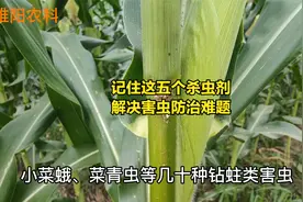 这五个杀虫剂全球销量最大，杀虫范围广，能解决所有害虫防治难题视频封面