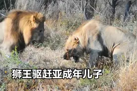 狮王父亲驱赶儿子，让他出门流浪闯荡，为何非要这样做