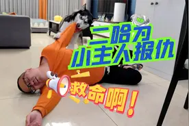 为了给小主人“报仇”，二哈踏上了复仇之路，结局大快人心视频封面