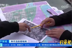 种不活的樱桃树后续：“地占了钱领了樱桃呢？”|天下财经视频封面