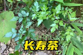 野生显齿蛇葡萄也叫藤茶，原来价值那么大？遇到摘些回家视频封面