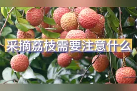 采摘荔枝需要注意什么？