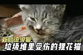 救助垃圾堆里受伤的狸花猫,它的一只眼睛发炎发,嘴角也受伤了视频封面
