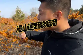 小伙上山采摘沙棘果，竟发现半山腰的沙棘果，惊呆了视频封面
