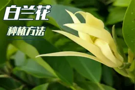 开花香味浓郁的白兰花，养护过程中注意几点，北方花友也能养好视频封面