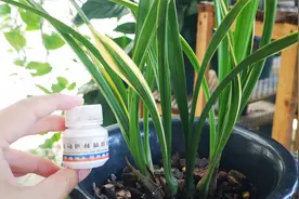 用阿司匹林养兰花，好处虽多，却不如它！视频封面